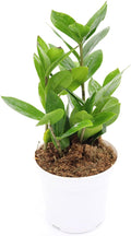 ZZ Plant | 4 inch | Tropical Ambiance