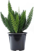 American Plant Exchange Foxtail Fern – 6-Inch Pot – Live Easy Care Tropical Plant with Arching Needle-Like Foliage for Indoor Décor, Patios, Containers, Hanging Baskets & Garden Landscapes
