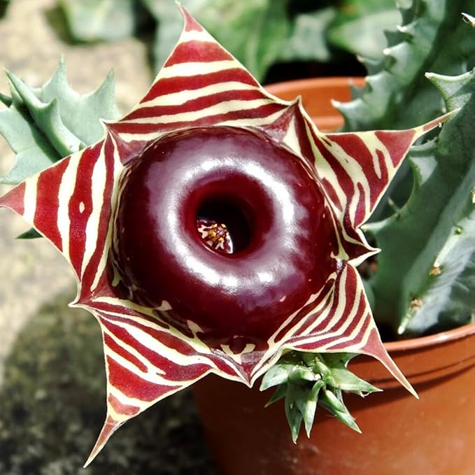 Lifesaver Zebrina Starfish Cactus Cactus Plant, Trailing Cactus Succulent Well Rooted in 2" Pot Ornamental Houseplant for Hanging Basket