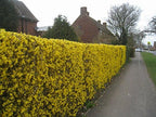 Two Pack of Lynwood Gold Forsythia Bushes - 2 Live Plants Shipped 2 to 3 Feet Tall by DAS Farms