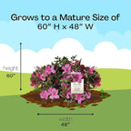Encore Azalea 2 Gal. Autumn Sangria Azalea Shrub