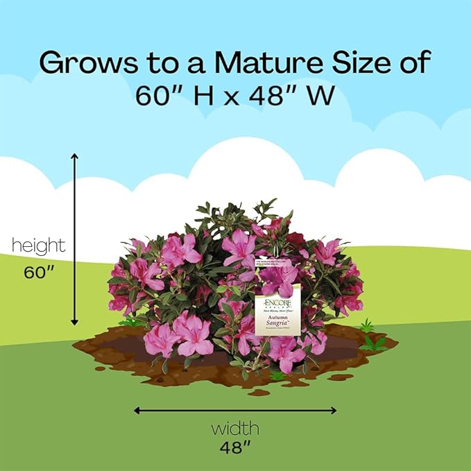 Encore Azalea 1 Gal. Autumn Sangria Azalea Shrub