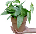 PLANTVERS Cebu Blue Pothos Epipremnum Pinnatum in 4" Nursery Pot | Vining Plant | Lowlight Indoor Plant | Office Plant | Air Purifying Trailing Plants