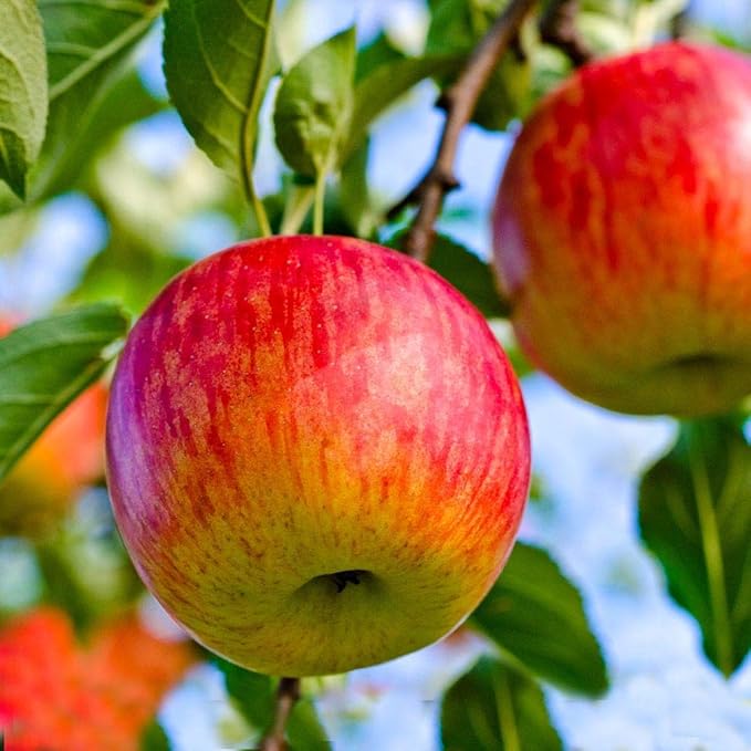Brighter Blooms - Fuji Apple Tree, 3-4 ft. - No Shipping to AK, AZ, CA, HI, ID, OR, WA