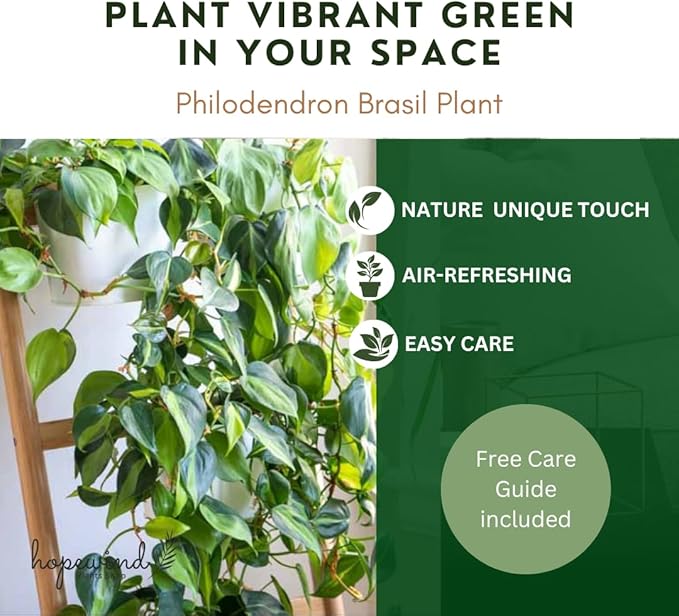 Hopewind Plnats Shop - Philodendron hederaceum Brasil, Rare Variety, Live Indoor Plant, 4 inch Pot