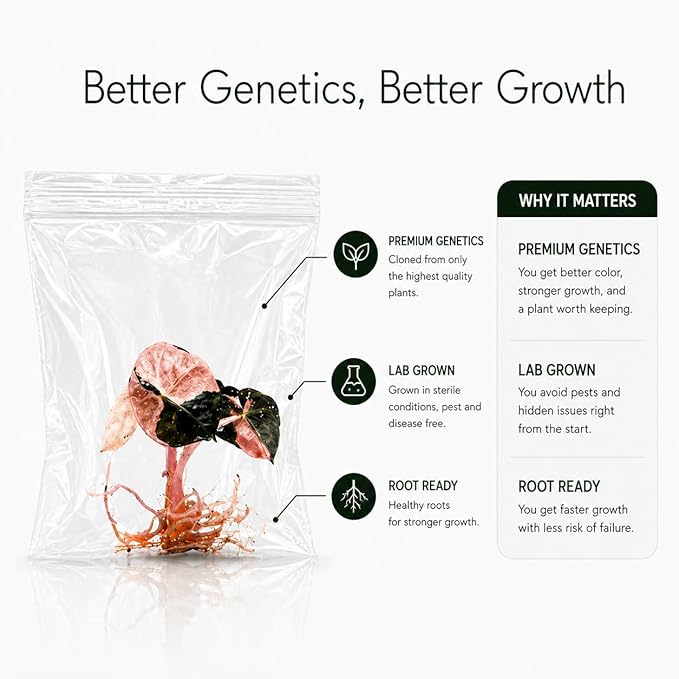 Rare Alocasia Dragon Scale Albo Variegated Tissue Culture Starter Plant, Live Plants Exotic Collectors, Indoor Plants to Grow