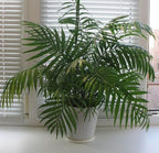 Seeds Parlor Palm Neanthe Bella (Palm Chamaedorea) Rare Perennial Tree