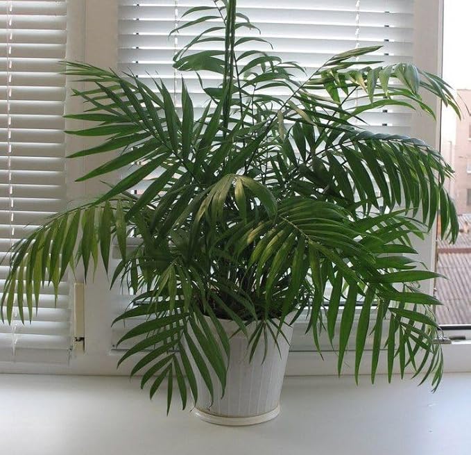 Seeds Parlor Palm Neanthe Bella (Palm Chamaedorea) Rare Perennial Tree
