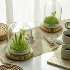 Bloomify Dancing Orchid Terrarium – Live Orchid Plants in Glass Terrarium with Sundew Moss – No Maintenance Orchid Plant Psygmorchis Pusilla – Self-Sustaining Miniature Live Orchid