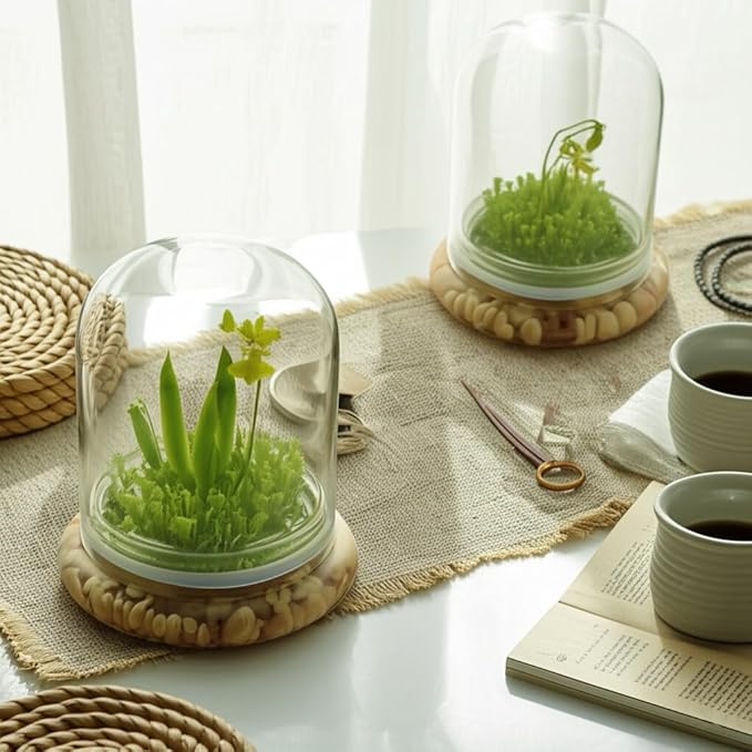 Bloomify Dancing Orchid Terrarium – Live Orchid Plants in Glass Terrarium with Sundew Moss – No Maintenance Orchid Plant Psygmorchis Pusilla – Self-Sustaining Miniature Live Orchid