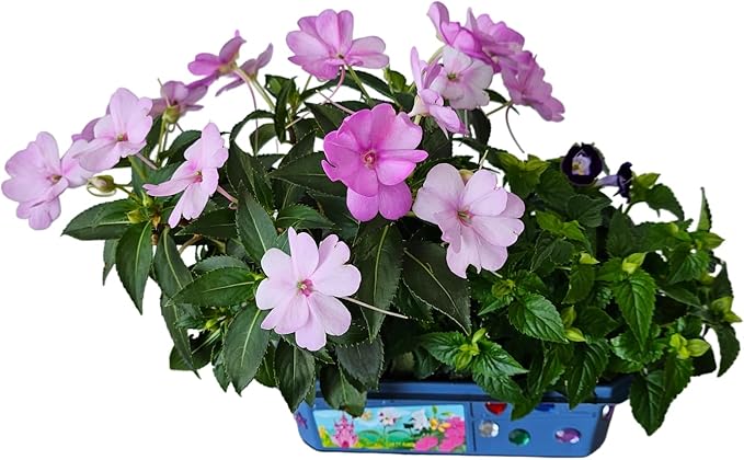 Grow Your Own Flower Princess Palace Terrarium Starter Kit - Blooming Jewelweed & Princess Flowers, Includes Pony, Royal Gems & Complete Supplies to Start Growing in a Week