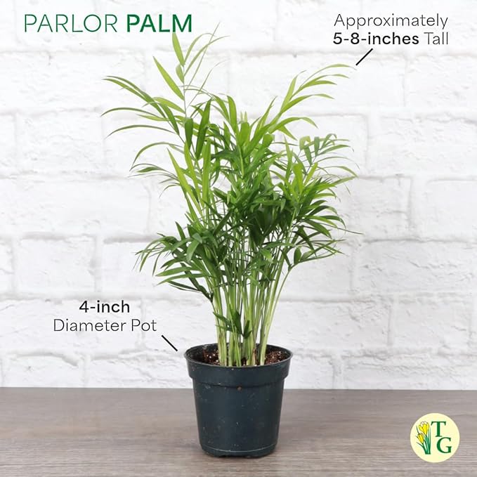 Thorsen's Greenhouse Parlor Palm Plant, Live Indoor Plant, Neanthe Bella Palm, Natural Air Purifier, Easy to Grow, Pet Safe Plant, 4-inch Diameter Pot (3 Pack Nursery Pot)