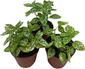 BubbleBlooms White Hypoestes phyllostachya 2 inch Set of 3 Flamingo Polka Dot Plant Tiny Mini Pixie Plants