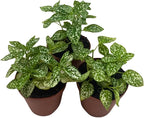 BubbleBlooms White Hypoestes phyllostachya 2 inch Set of 3 Flamingo Polka Dot Plant Tiny Mini Pixie Plants