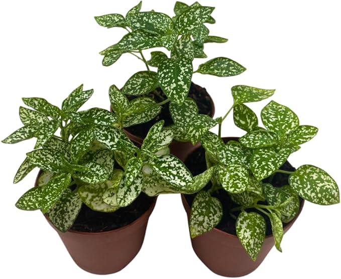 BubbleBlooms White Hypoestes phyllostachya 2 inch Set of 3 Flamingo Polka Dot Plant Tiny Mini Pixie Plants