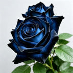 Rare Roses Seeds, 500Pcs, Sunset Colored Blooming Plants for Garden Flower Beds, Borders & Cut Flowers, Prolific Outdoor Rose Seeds Thriving in Full Sun & Well-Draining Soil (Blue)