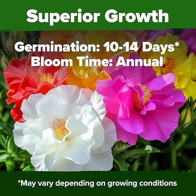 HOME GROWN 47000+ Moss Rose Seeds (Bulk Pack) Annual Flower for Ground Cover - Heirloom Non-GMO Portulaca Seeds for Planting Outdoors - Great for Low-Maintenance Gardens (Portulaca grandiflora)