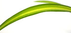 9GreenBox - Ocean Spider Plant - Easy to Grow - Cleans The Air - New - 2 Pack