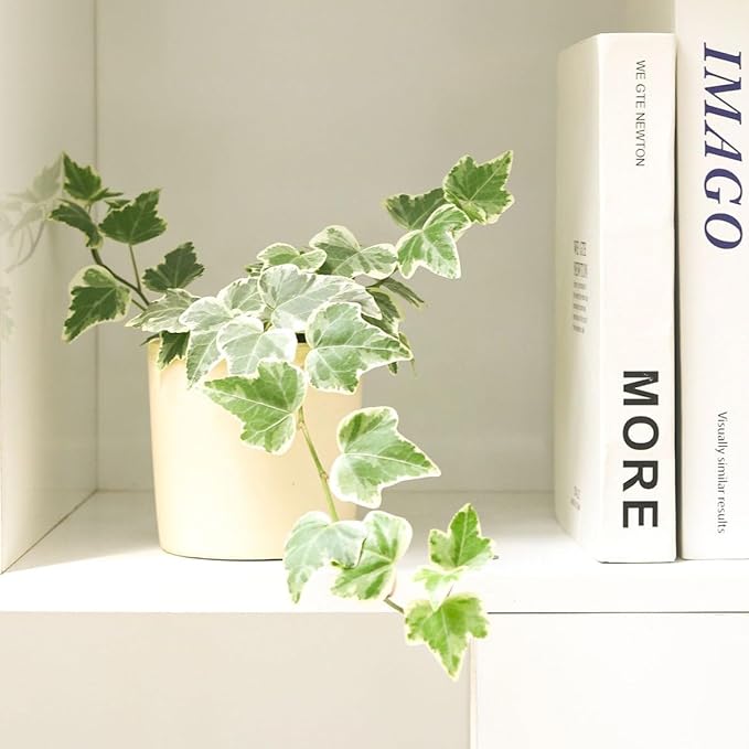 Golden English Ivy (4 inch) - Air-Purifying Houseplants - 4/6 inch Unique Live Decorative Houseplants - Low-Maintenance Indoor Plants, House Warming Gift, Natural Air Purifier