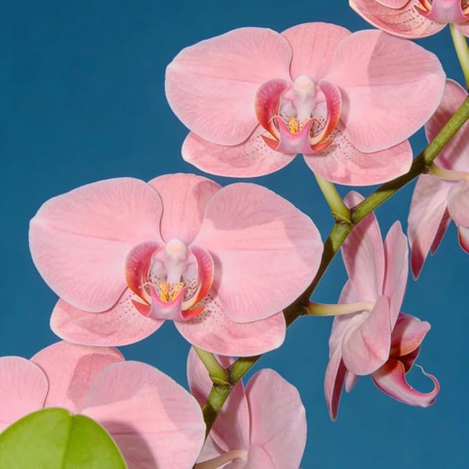 Phalaenopsis Orchid Flower Seed for Planting, 202+ Mixed Phalaenopsis Seeds, Perennial Plant Seed, Non-GMO Heirloom Rare Flower Seed for Home Garden Outdoor