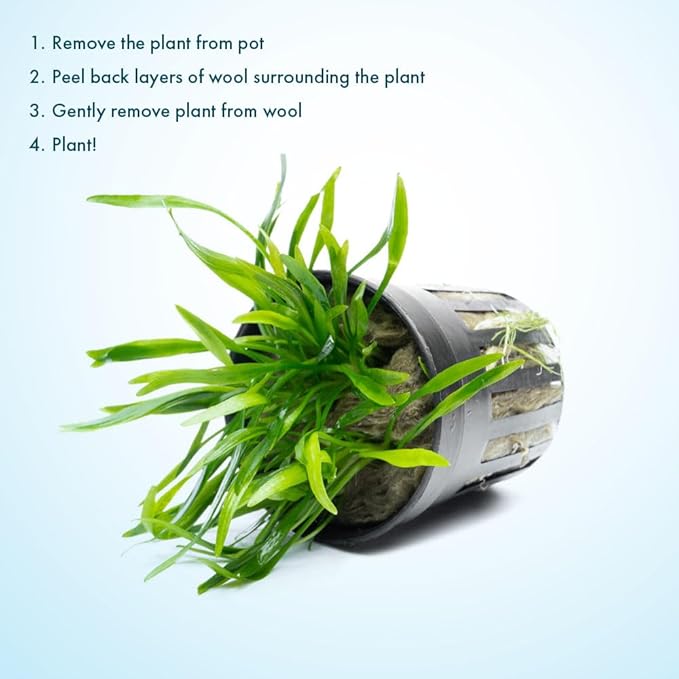 SubstrateSource Cryptocoryne Live Aquarium Plants - Freshwater Plant for Aquariums, Planted Fish Tanks - Beginner Friendly (Lucens, 3 Pots (15-20 Plants))
