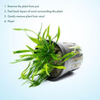 SubstrateSource Cryptocoryne Live Aquarium Plants - Freshwater Plant for Aquariums, Planted Fish Tanks - Beginner Friendly (Lucens, 3 Pots (15-20 Plants))