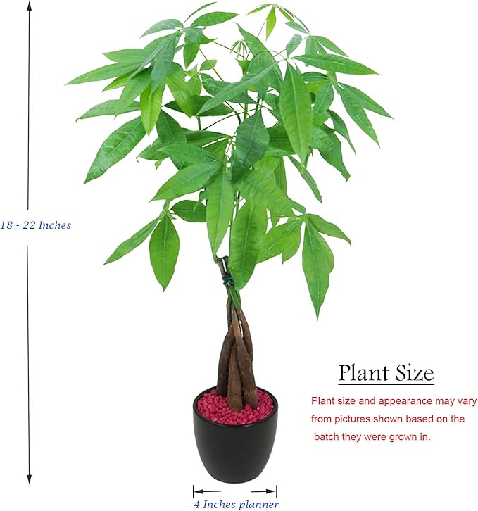 Athena's Garden Money Tree Pachira Indoor Live Plan with Ceramic Planter 18 Inches Tall, Black Pot - Red Rocks, Medium