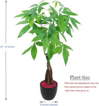 Athena's Garden Money Tree Pachira Indoor Live Plan with Ceramic Planter 18 Inches Tall, Black Pot - Red Rocks, Medium