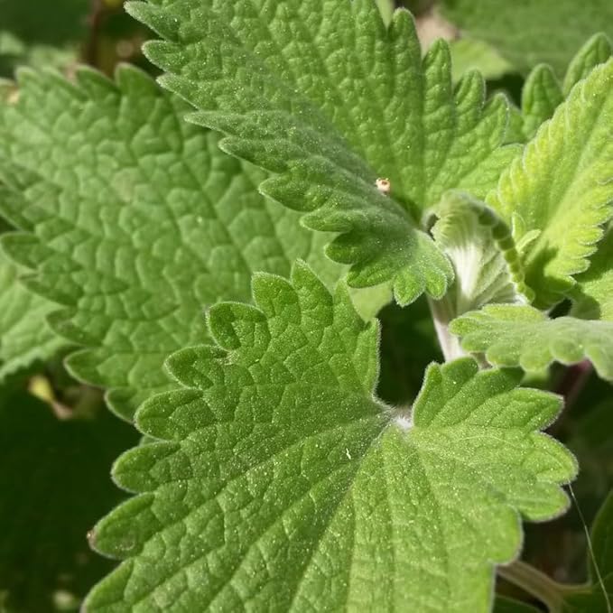 Sets 3 Catnip Mint Plants Live Fast Growing for Spring Planting, Fragrant Culinary Herb Mint for Indoor Outdoor Gardening, Cold Hardy