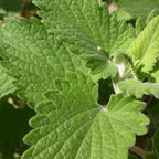 4 Catnip Mint Plants Live for Spring Planting, Fragrant Culinary Herb Mint for Indoor Outdoor Zones 3-11, Very Hardy and Fast Growing, Size 4-7" in Tall