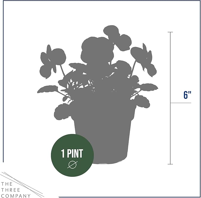 Live Healthy Flowering Pansies - Orange (4 Plants Per Pack), Beautiful Winter Color, 6" Tall by 4" Wide in 1 Pint Square Pot
