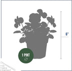 Live Healthy Flowering Pansies - Orange (4 Plants Per Pack), Beautiful Winter Color, 6" Tall by 4" Wide in 1 Pint Square Pot