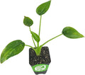 Tiny Dancers Elephant Ear Live Plant - Alocasia - Wellspring Gardens Starter Plant - Rare Alocasia Bulbs- Exotic Tropical Plant - Great for Indoor Houseplants, Outdoor Landscaping & Garden Planting
