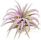 Lavender Colorful Tillandsia Air Plants - Long Lasting Color Enhanced Live Tillandsia Succulent House Plants - Home and Garden Decor - Easy Care Indoor and Outdoor Plant
