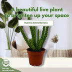 BubbleBlooms Huernia Red Dragon Stapelia Cactus/Huernia penzigii, in 4 inch Pot