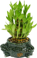 Athena’s Garden Lucky Bamboo Indoor Live Plant 3 Tier Tower Fresh Plant in Ceramic Planter (Elephant)