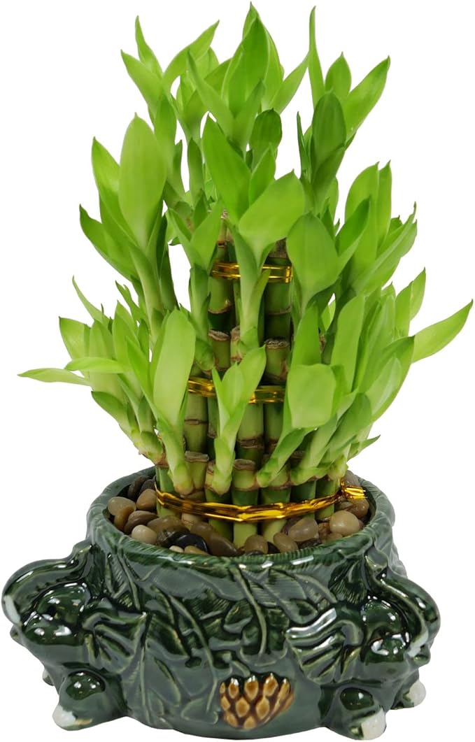 Athena’s Garden Lucky Bamboo Indoor Live Plant 3 Tier Tower Fresh Plant in Ceramic Planter (Elephant)