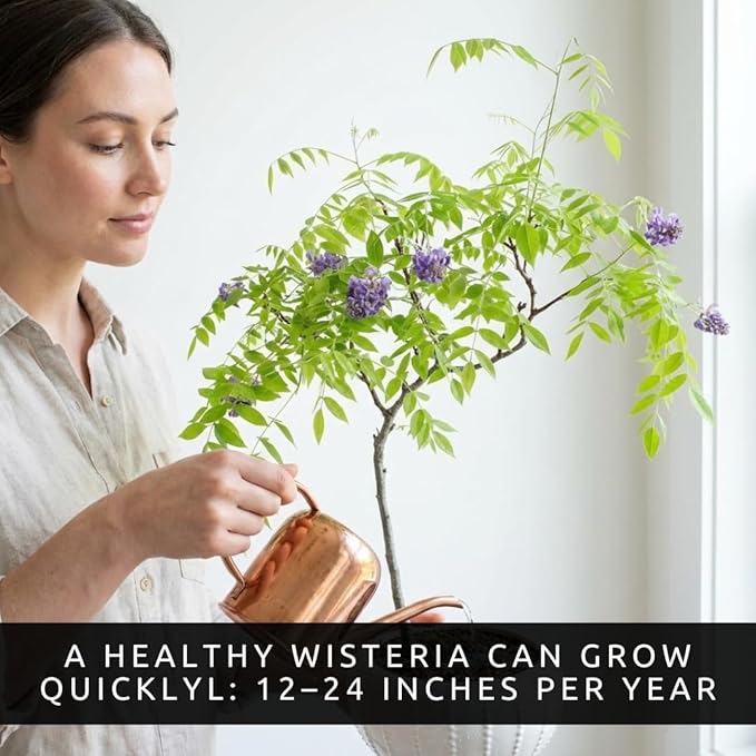 Wisteria Live Plants 1–2 Ft Tall – Flowering Wisteria Vine (Wisteria Floribunda) – Fast Growing Climbing Plant for Garden, Trellis, Pergola & Bonsai Training (10 Plants)