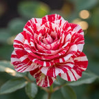 Red White Rose Live Plant, Can Grow As Rose Bushes Shrubs, Fragrant Ready to Plant, Starter Size, 5 to 10 Inc Tall, Dormant in Winter