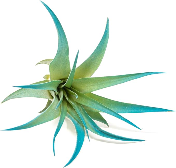 Teal Blue Colorful Tillandsia Air Plants - Long Lasting Color Enhanced Live Tillandsia Succulent House Plants - Home and Garden Decor - Easy Care Indoor and Outdoor (Brachycaulos Abdita, Pack of 3)