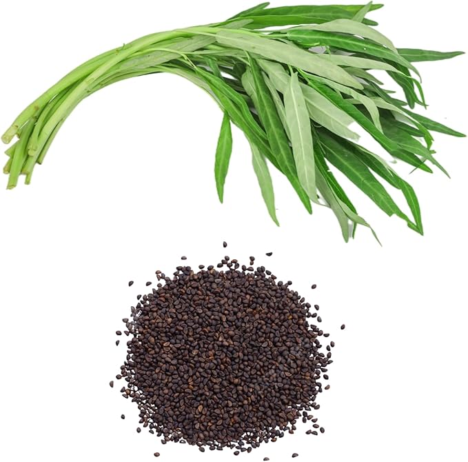 600+ Premium Kangkong Seeds - Ong Choy - Rau Muong - Kong Xin CAI Seeds | High 97% Germination | Non-GMO | Vegetable Seeds for Planting | Made in USA