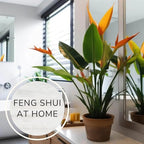 Bird of Paradise Plants Live (4-Pack), Strelitzia Plants with Perennial Orange Flowers, Indoor/Outdoor Plants, Exotic Tropical Decor, Not Artificial, 6-10" Height. 2" Pot