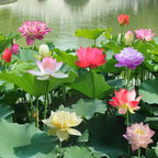 20pcs Bowl Lotus Seeds for Planting - Bonsai Lotus Seeds, Water Lily Flower, Aquatic Plants, Ideal for Ponds, Non-GMO Home Garden Plant Seeds, Flowering Aquatic Bonsai