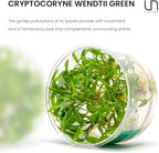 Ultum Nature Systems Cryptocoryne Wendtii Green Tissue Culture Live Plant for Aquarium, Aquascape, Freshwater Fish Tanks - 100% Snail Free in Vitro