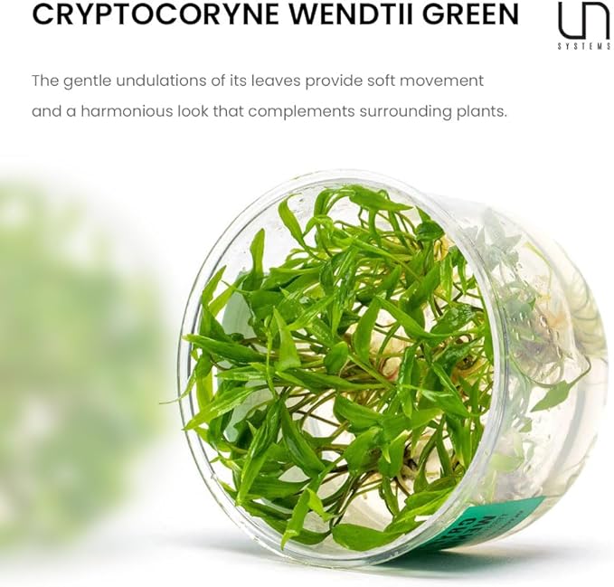 Ultum Nature Systems Cryptocoryne Wendtii Green Tissue Culture Live Plant for Aquarium, Aquascape, Freshwater Fish Tanks - 100% Snail Free in Vitro