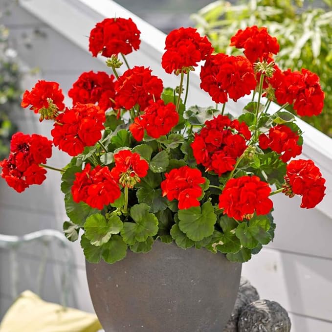 Set 2 Geranium Plants Live, 4-9 Inches Tall, Hardy Flowering Geraniums for Garden or Pots, Fragrant Perennial Blooms (Red Geranium)