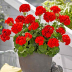 Set 2 Geranium Plants Live, 4-9 Inches Tall, Hardy Flowering Geraniums for Garden or Pots, Fragrant Perennial Blooms (Red Geranium)