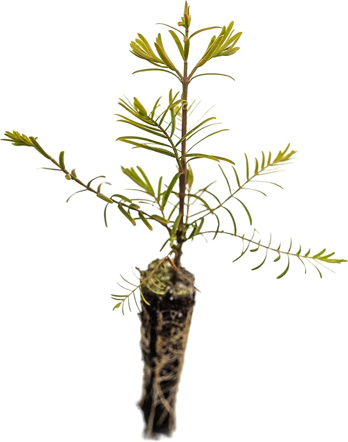 Dawn Redwood | Small Tree Seedling | The Jonsteen Company