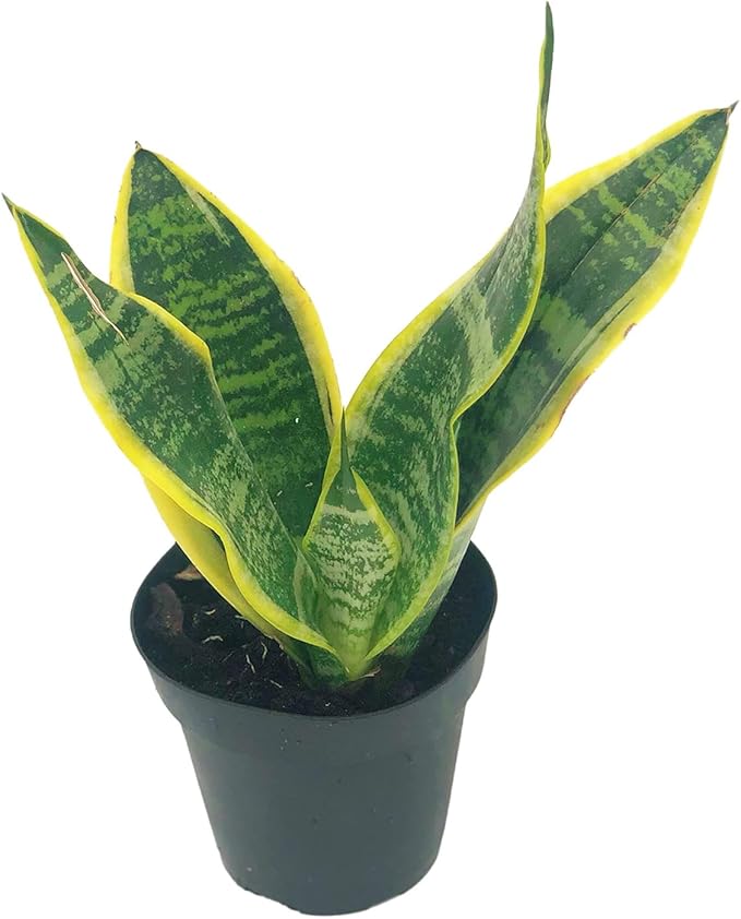 Live Snake Plant – Sansevieria Superba Trifasciata – ragnaroc Tropical Plant in 4” Pot +6” Plant Height, Indoor House Plant in Pot, Potted Succulent Plant