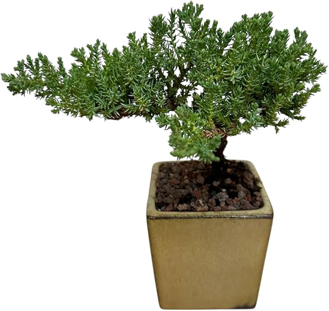 Live Green Mound Juniper Bonsai Tree Small (3 inch Pot) | Indoor/Outdoor | Great for Beginner